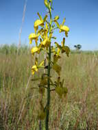 Image de Eulophia angolensis (Rchb. fil.) Summerh.