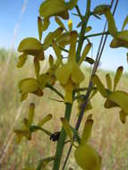 Image de Eulophia angolensis (Rchb. fil.) Summerh.