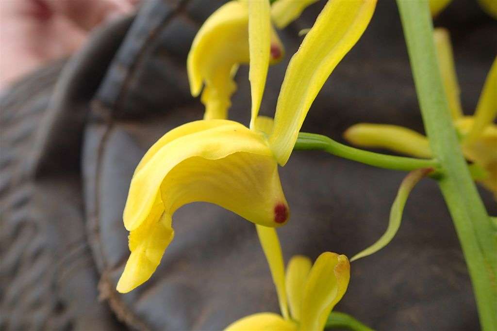 Image de Eulophia angolensis (Rchb. fil.) Summerh.