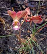 Image de Eulophia clitellifera (Rchb. fil.) Bolus