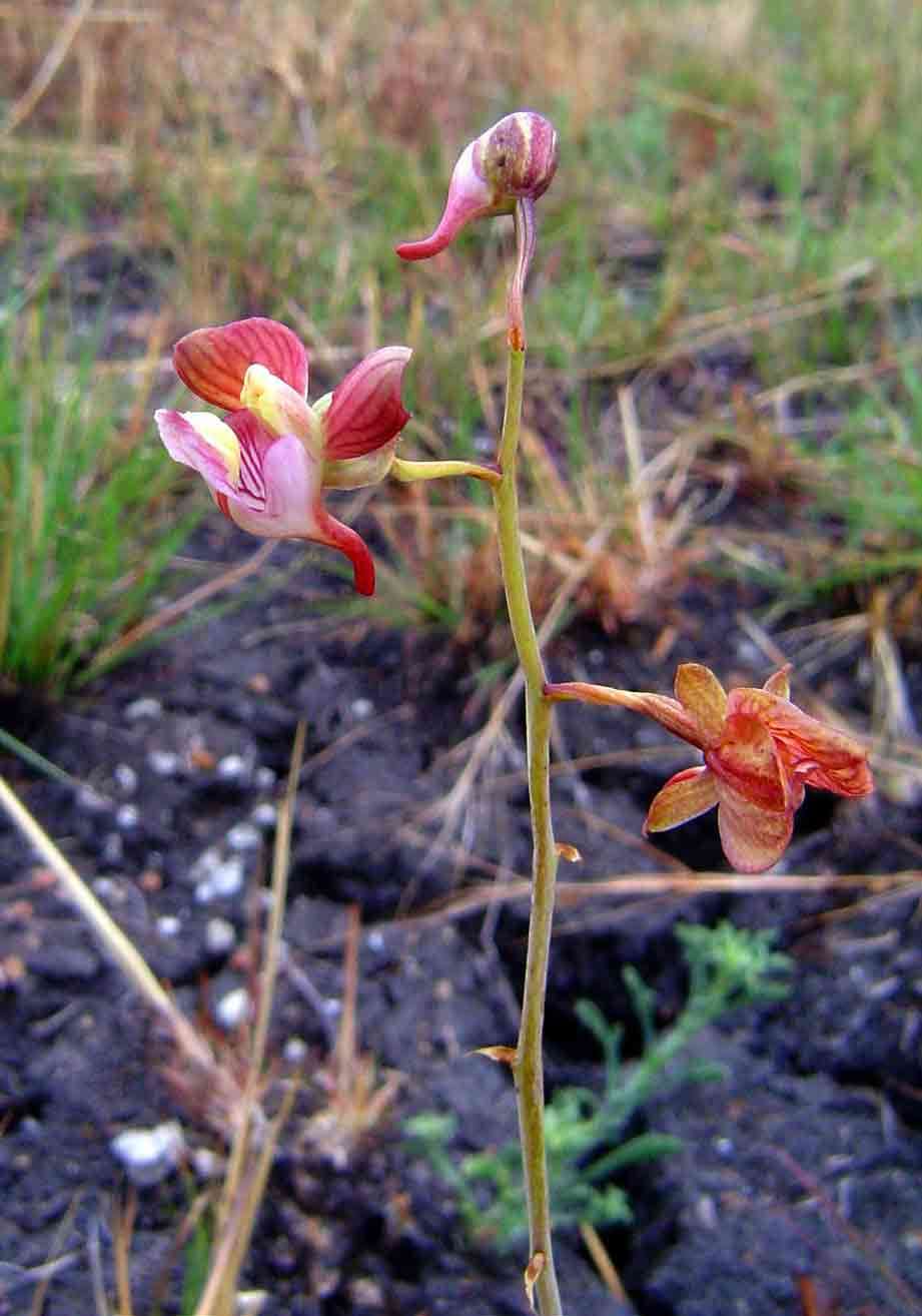 Image de Eulophia clitellifera (Rchb. fil.) Bolus