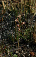 Image de Eulophia clitellifera (Rchb. fil.) Bolus