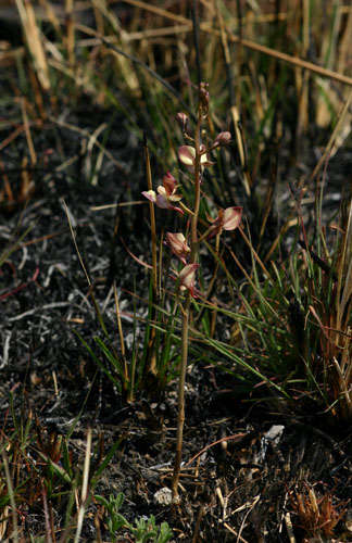 Image de Eulophia clitellifera (Rchb. fil.) Bolus