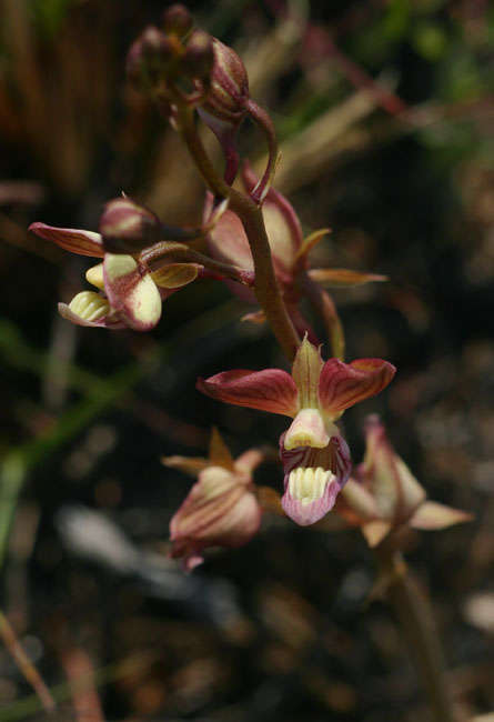 Image de Eulophia clitellifera (Rchb. fil.) Bolus