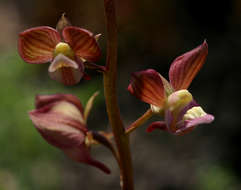 Image de Eulophia clitellifera (Rchb. fil.) Bolus