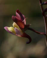 Image de Eulophia clitellifera (Rchb. fil.) Bolus