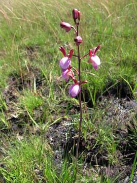 صورة Eulophia coeloglossa Schltr.