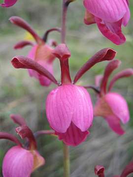 Image de Eulophia coeloglossa Schltr.