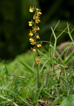 Plancia ëd Eulophia fridericii (Rchb. fil.) A. V. Hall