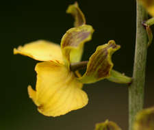 Plancia ëd Eulophia fridericii (Rchb. fil.) A. V. Hall