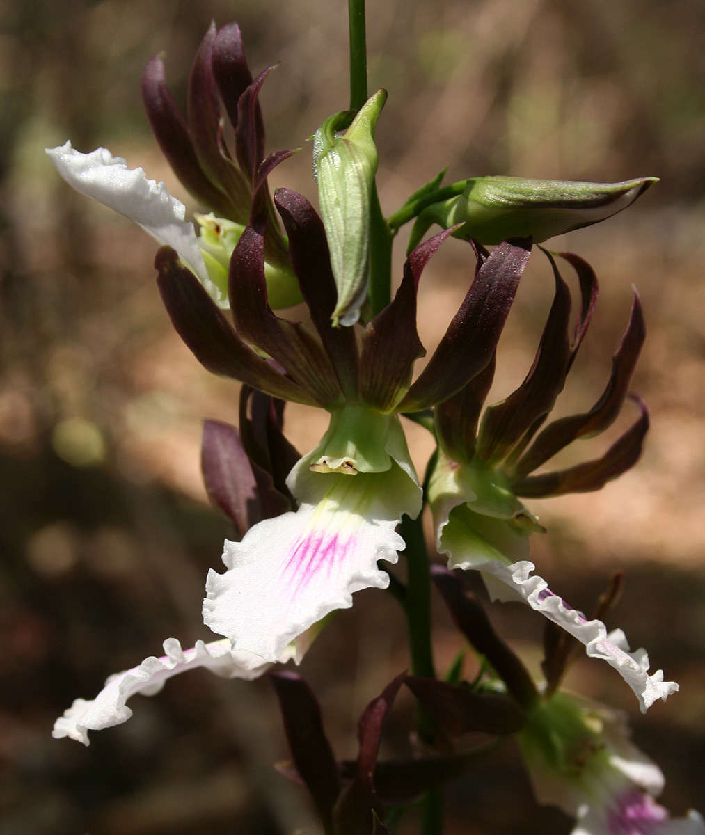 Image of Orchid