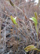 Imagem de Eulophia katangensis (De Wild.) De Wild.