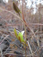 Imagem de Eulophia katangensis (De Wild.) De Wild.