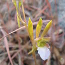 Image of Eulophia katangensis (De Wild.) De Wild.