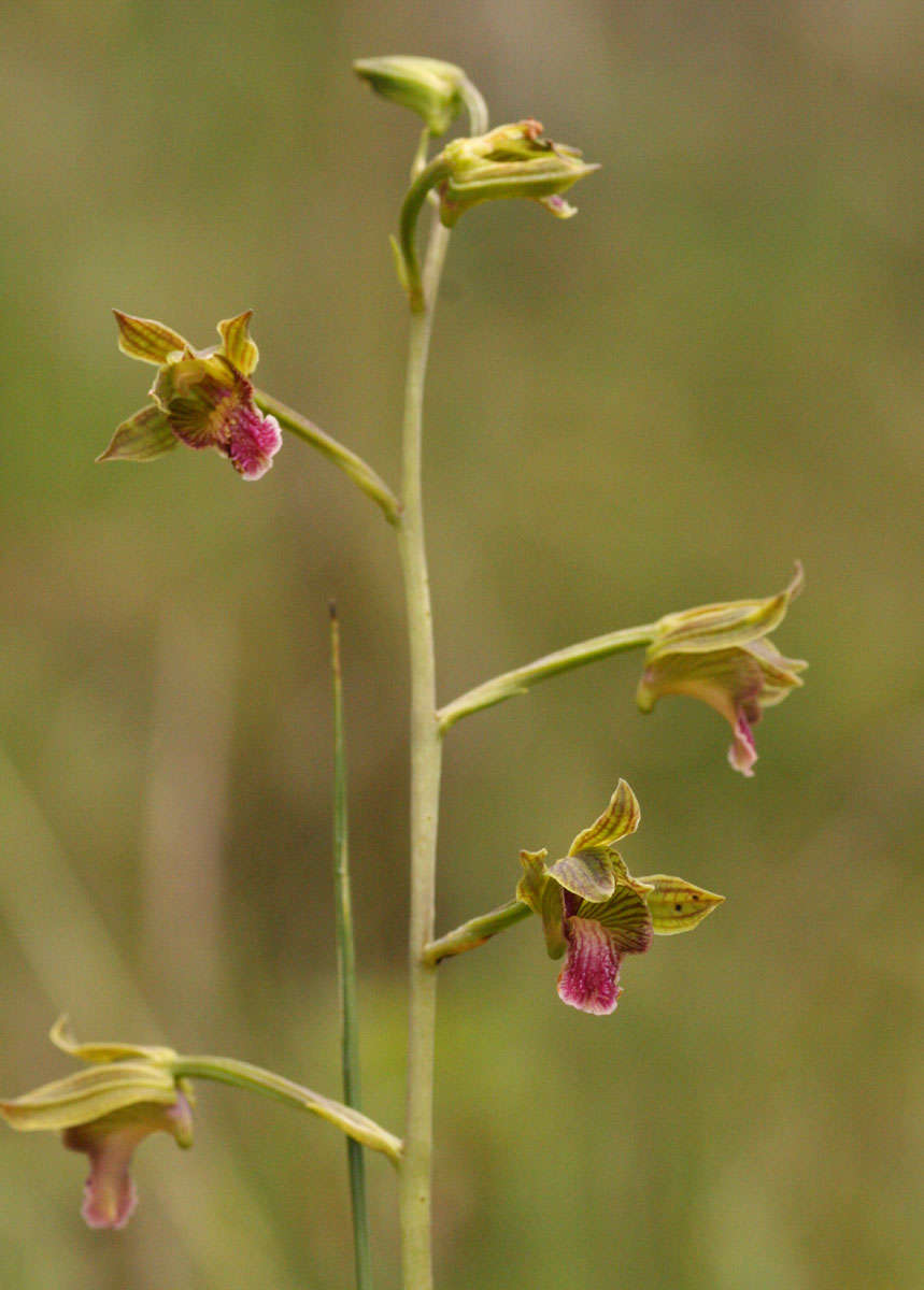 Eulophia kyimbilae Schltr. resmi