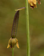 Eulophia kyimbilae Schltr. resmi