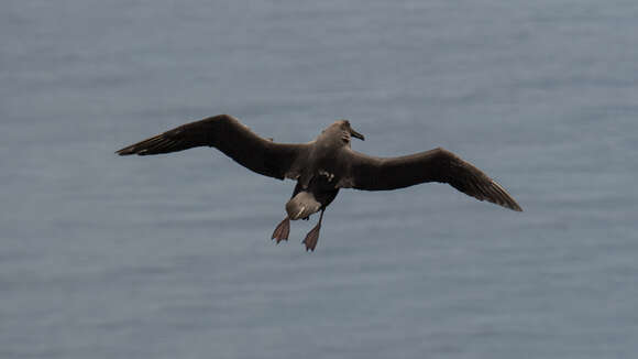 Image de Albatros brun