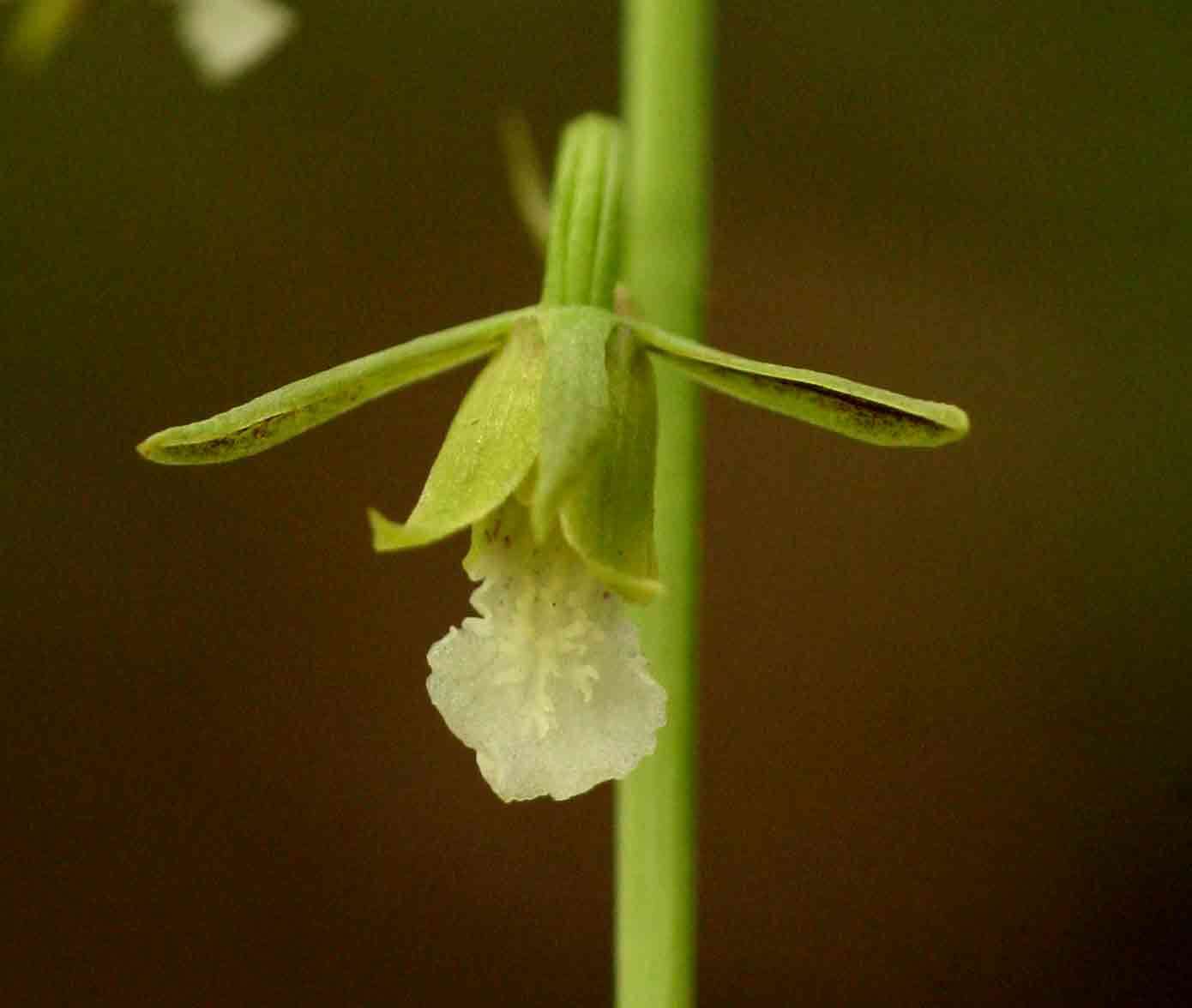 Image of Eulophia monile Rchb. fil.