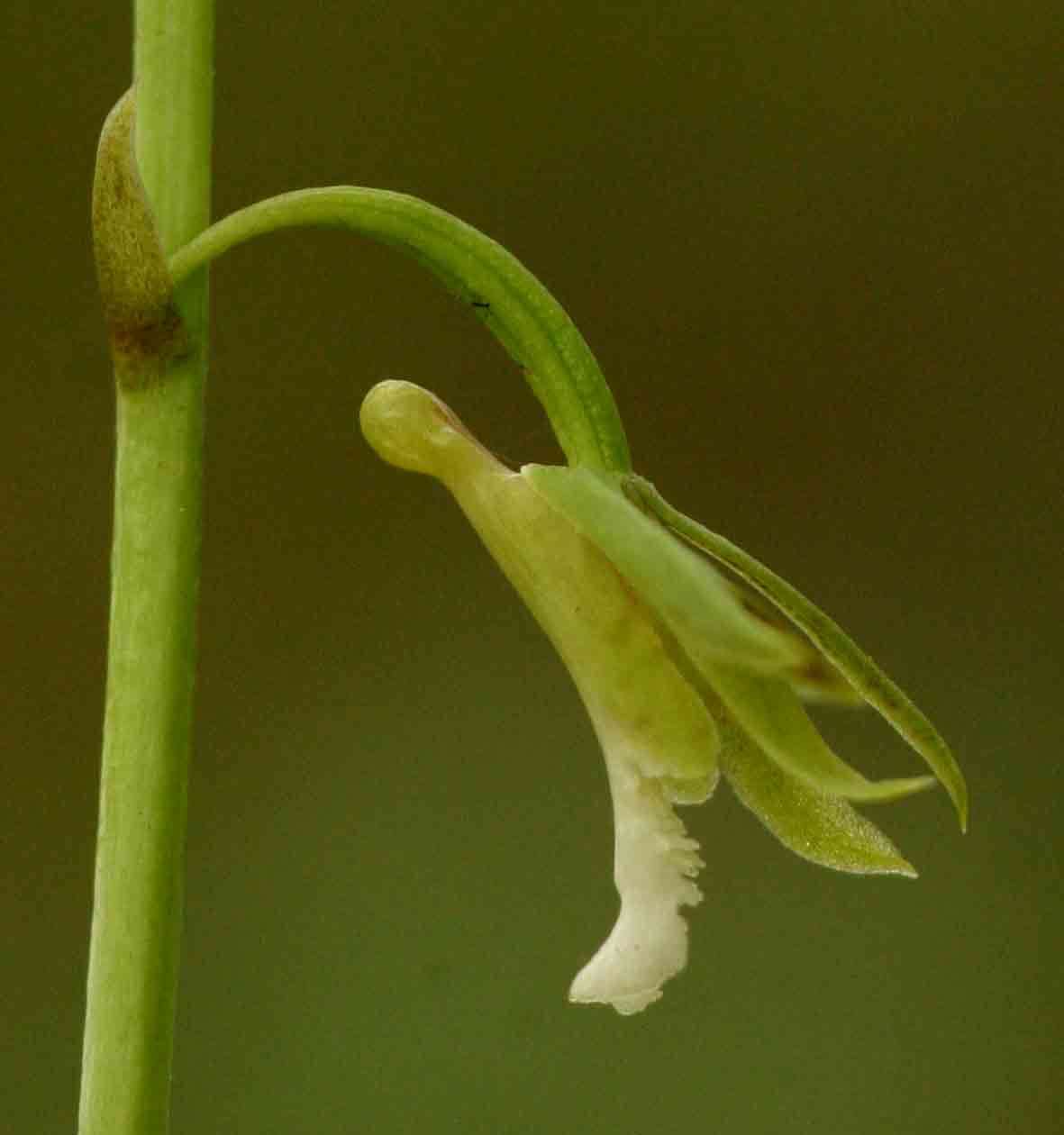 Image of Eulophia monile Rchb. fil.
