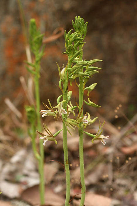 Image de Eulophia nyasae Rendle