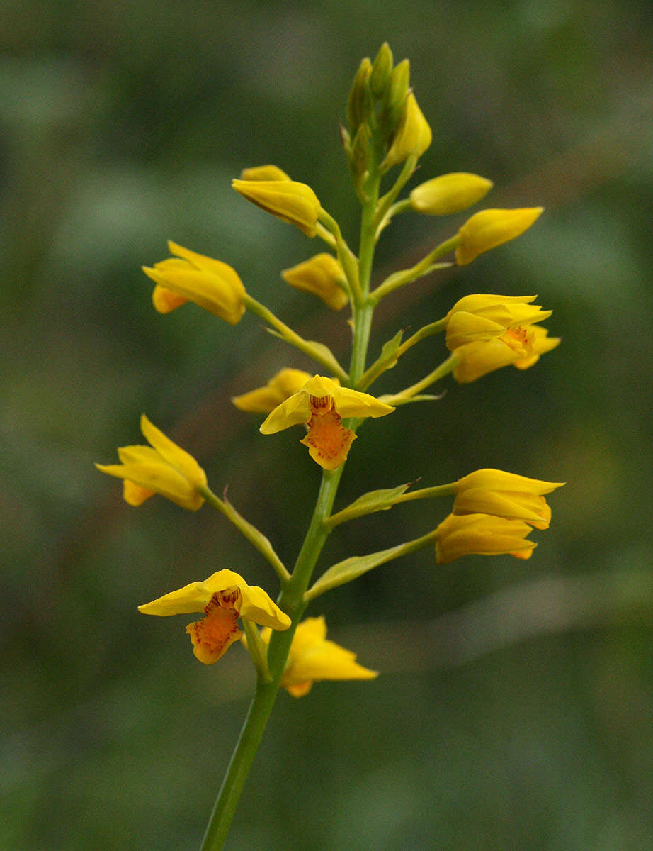 Image of Eulophia odontoglossa Rchb. fil.
