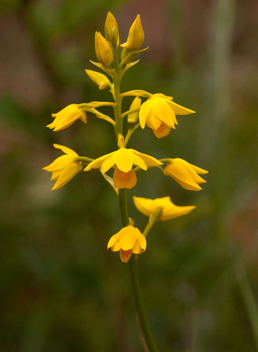 Image of Eulophia odontoglossa Rchb. fil.