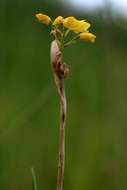 Image of Eulophia odontoglossa Rchb. fil.