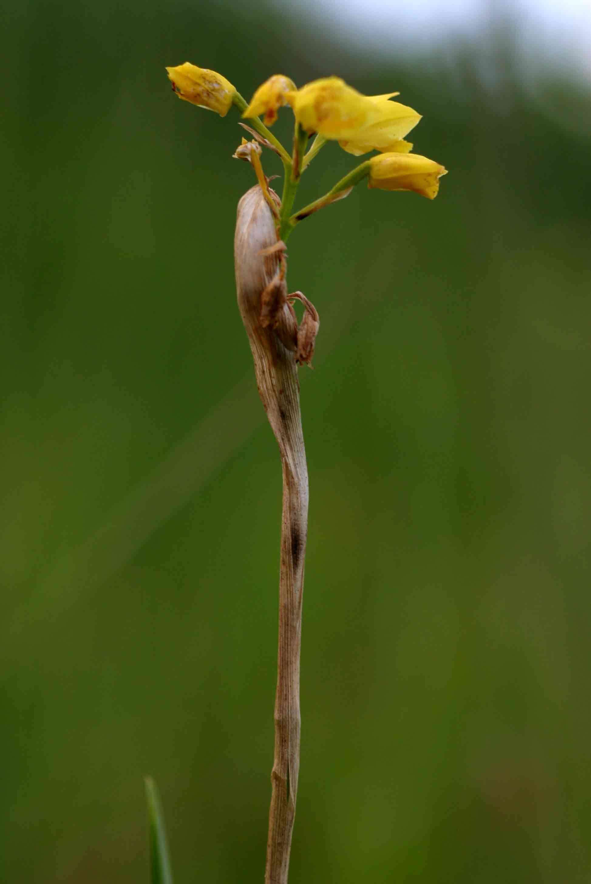 Image of Eulophia odontoglossa Rchb. fil.