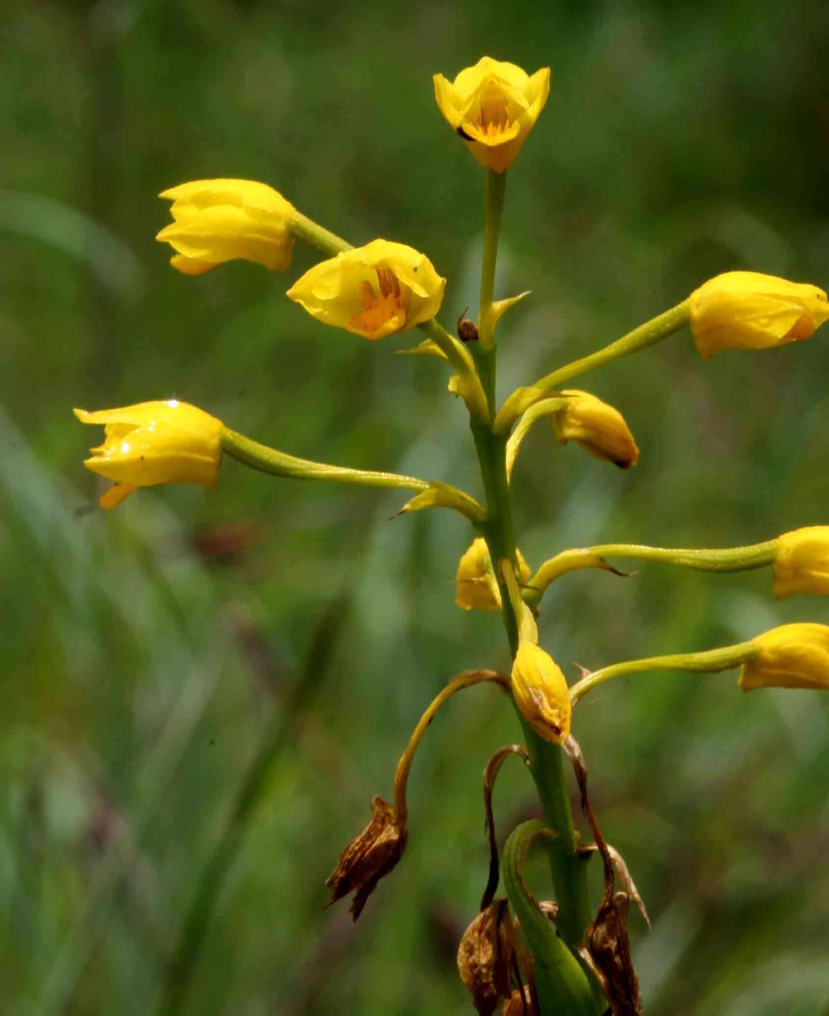 Image of Eulophia odontoglossa Rchb. fil.