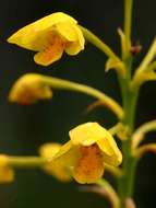 Image of Eulophia odontoglossa Rchb. fil.