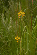 Image of Eulophia odontoglossa Rchb. fil.