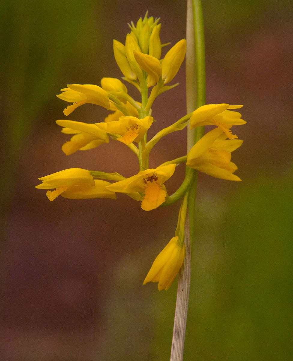 Image of Eulophia odontoglossa Rchb. fil.