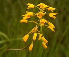 Image of Eulophia odontoglossa Rchb. fil.