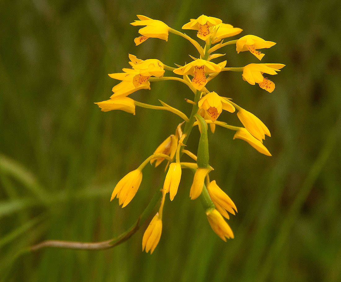 Image of Eulophia odontoglossa Rchb. fil.