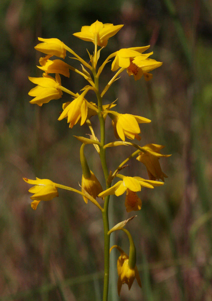 Image of Eulophia odontoglossa Rchb. fil.