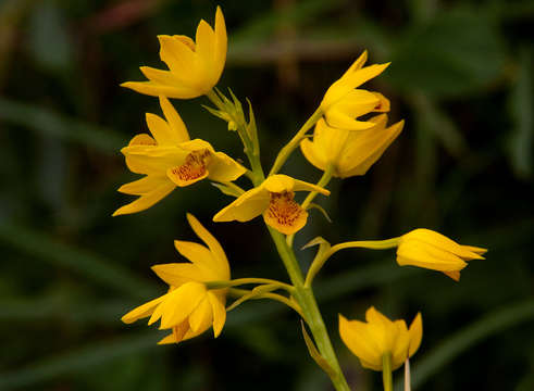 Image of Eulophia odontoglossa Rchb. fil.