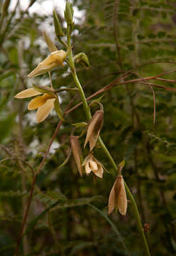 Image de Eulophia ovalis Lindl.