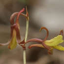 Image of Eulophia penduliflora Kraenzl.