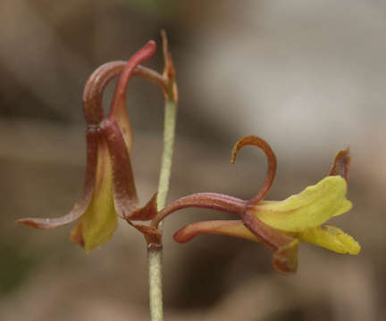 Image of Eulophia penduliflora Kraenzl.
