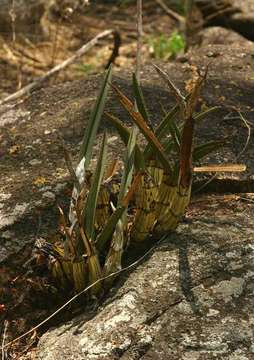 Image of Eulophia petersii (Rchb. fil.) Rchb. fil.