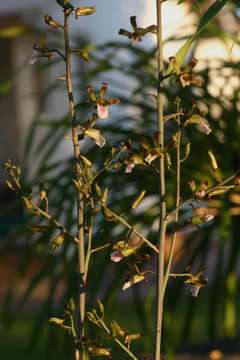 Image of Eulophia petersii (Rchb. fil.) Rchb. fil.