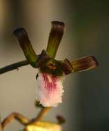Image of Eulophia petersii (Rchb. fil.) Rchb. fil.