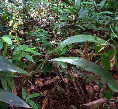 صورة Eulophia pulchra (Thouars) Lindl.