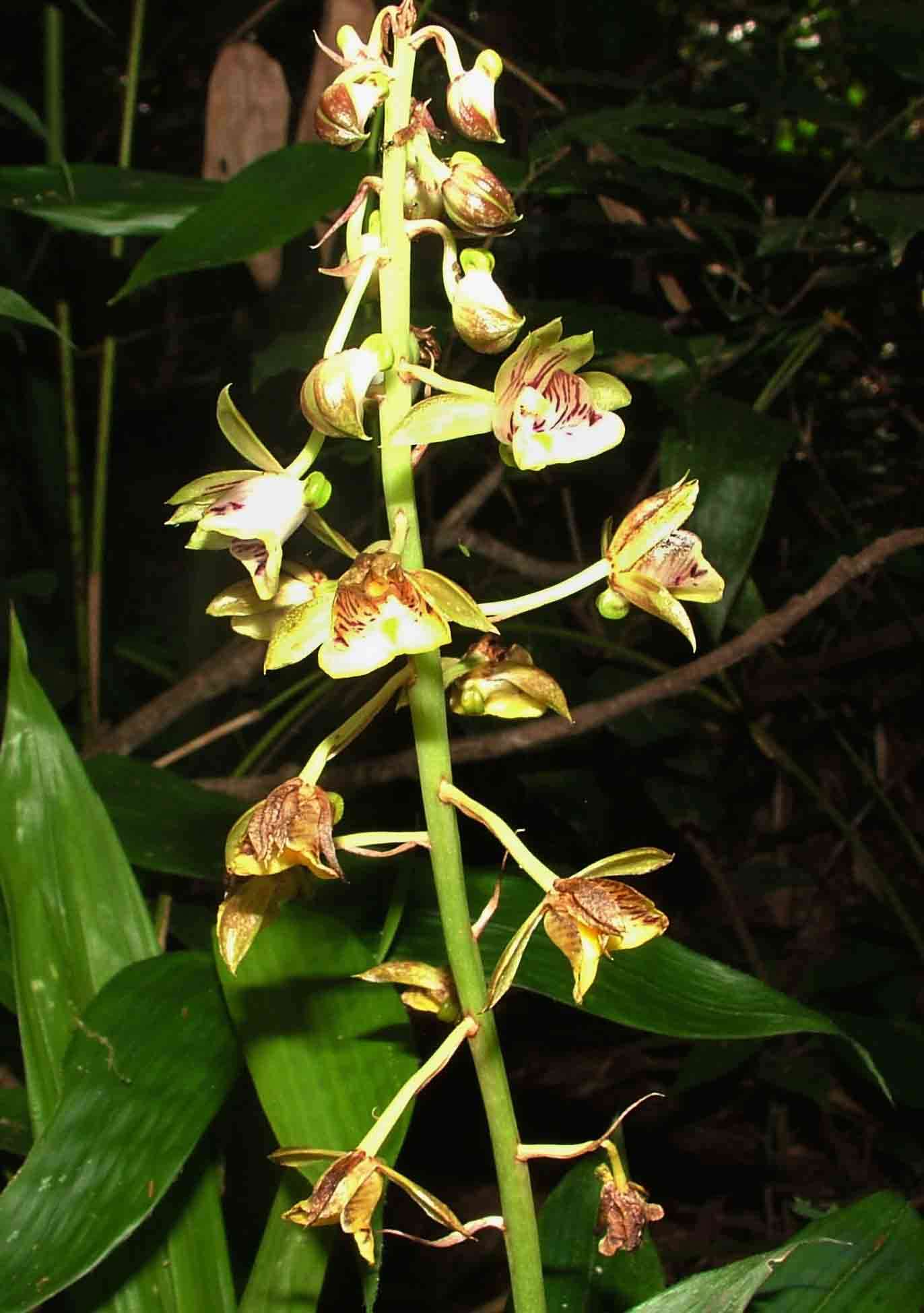 Sivun Eulophia pulchra (Thouars) Lindl. kuva