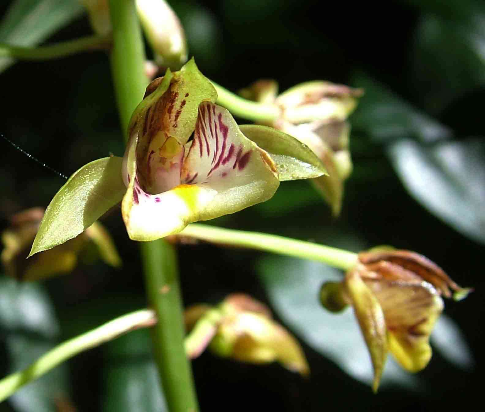 Sivun Eulophia pulchra (Thouars) Lindl. kuva