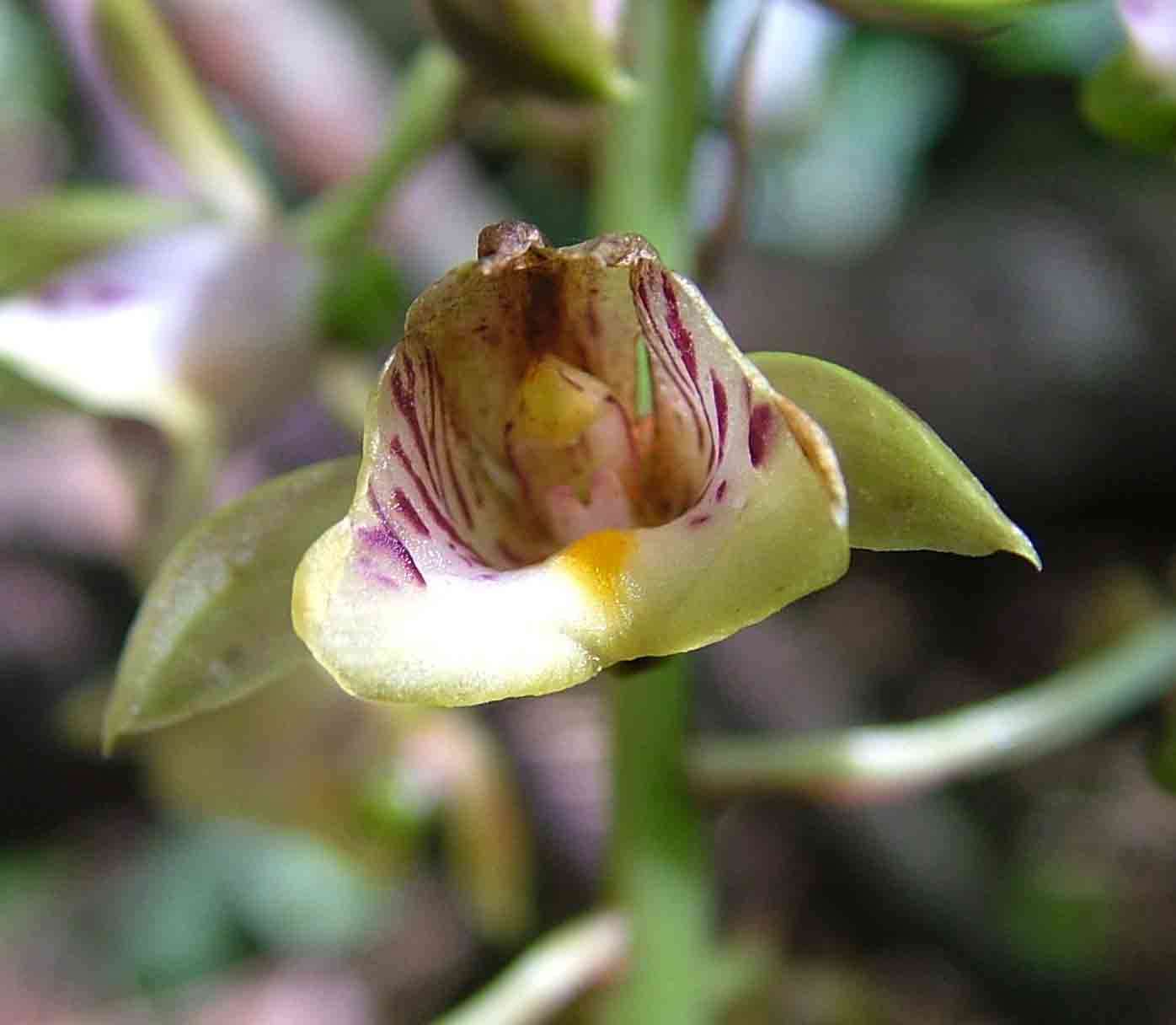 Sivun Eulophia pulchra (Thouars) Lindl. kuva