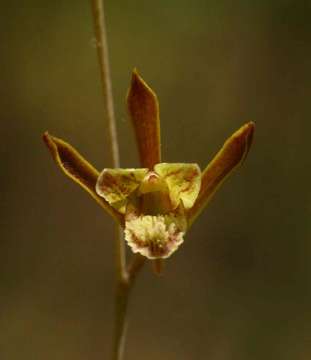 Image de Eulophia rolfeana Kraenzl.