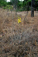 Image de Eulophia speciosa (R. Br.) Bolus