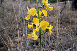 Image de Eulophia speciosa (R. Br.) Bolus