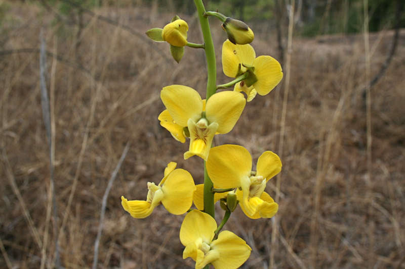 Image de Eulophia speciosa (R. Br.) Bolus